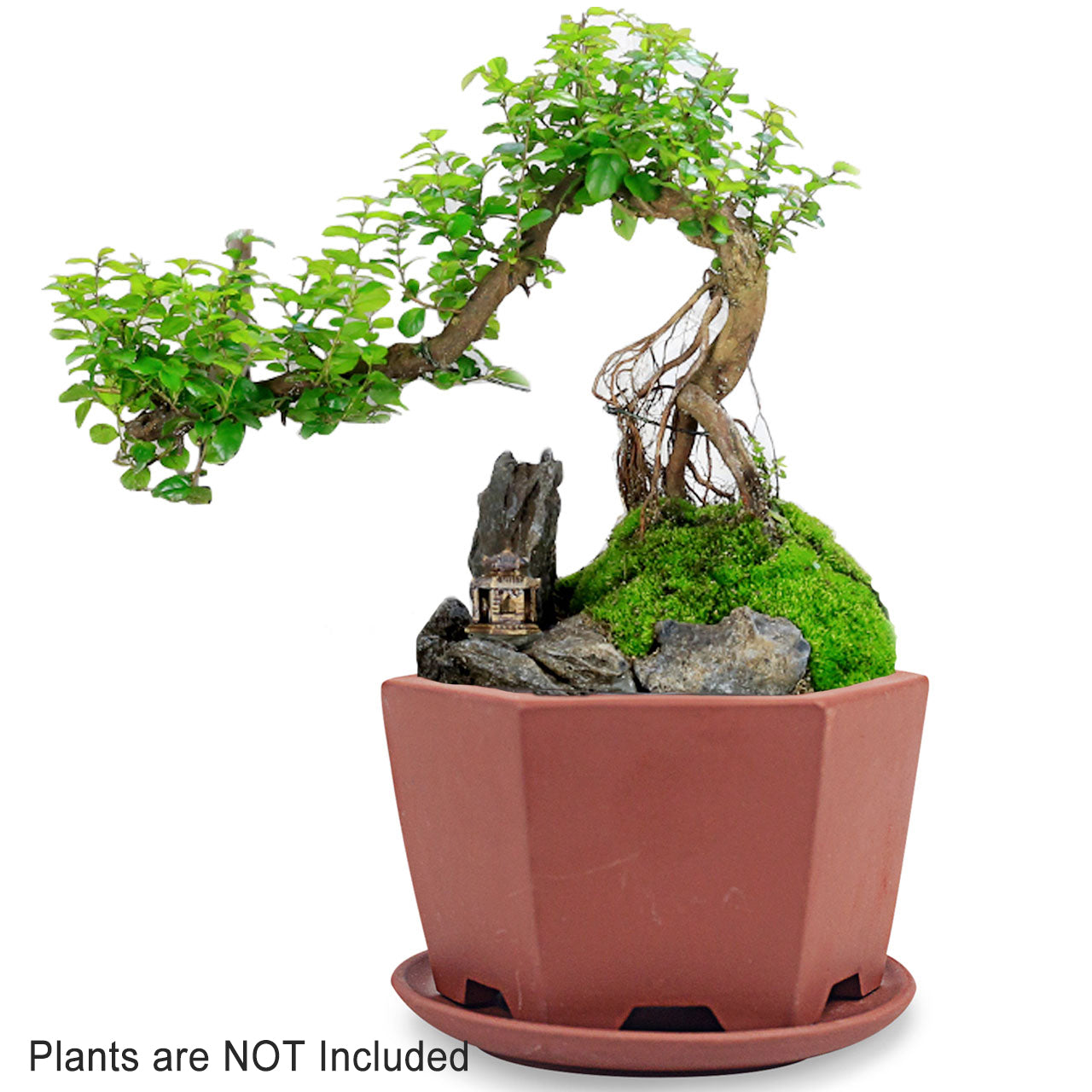 saucer shaped plant pots Hexagon Zisha Bonsai Pot w Saucer Brown | Plant Pot Bonsai