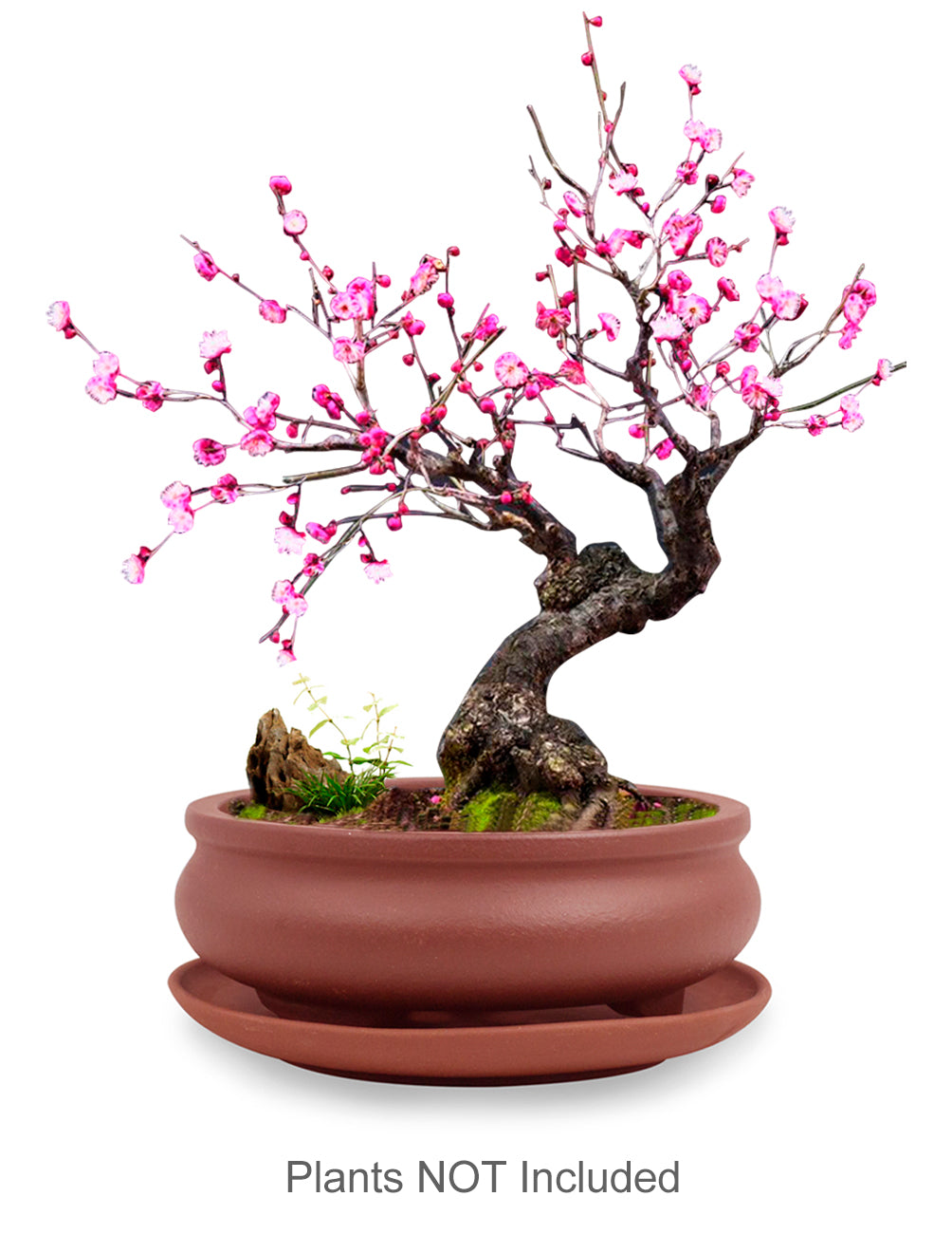 bonsai tree bowl Shallow Bowl Zisha Bonsai Pot w Saucer | Plant Pot