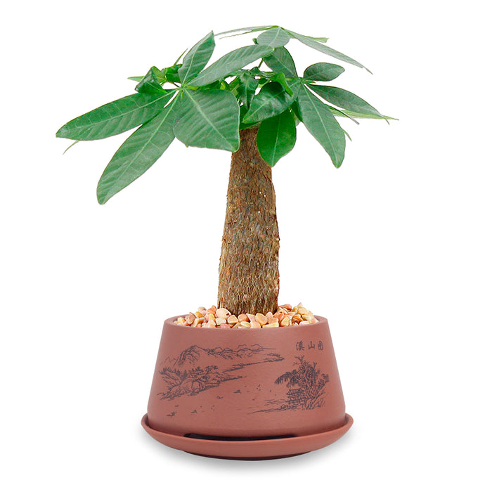 Mountain Top Scene Zisha Succulent Pot (with saucer) - Brown | Planter | Dahlia