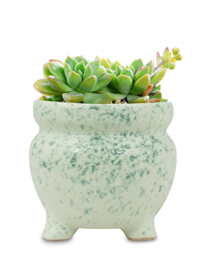 Celadon Glaze Ceramic Succulent Planter | Plant Pot | Dahlia