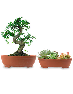  Shallow Oval Zisha Bonsai Pot Set of 2 | Plant Pot | Dahlia
