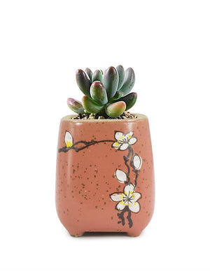  Colorful Hand Painted Flower Ceramic Succulent Planter | Plant Pot Bonsai | Dahlia