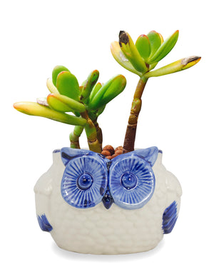  Vintage Ceramic Owl Succulent Pot | Plant Pot Bonsai | Dahlia