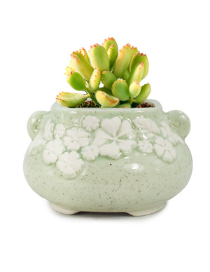  Embossed Floral Green Ceramic Succulent Planter | Plant Pot Bonsai | Dahlia