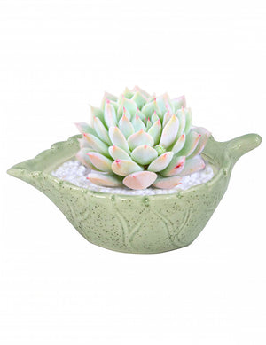  Embossed Floral Green Ceramic Succulent Planter | Plant Pot Bonsai | Dahlia