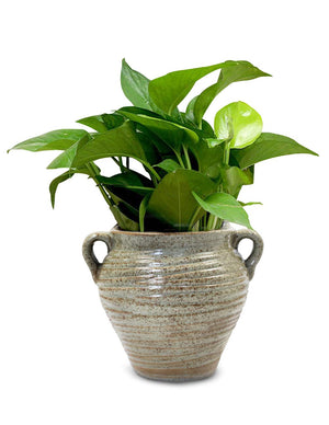 Ceramic Vertical Wall Hanging Succulent Planter | Plant Pot |  Dahlia