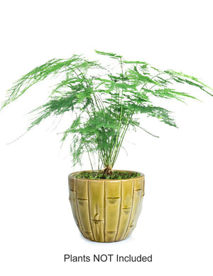 Bamboo Ceramic Succulent Pot 4.5 Inch | Plant Pot Planter Saucer |Dahlia