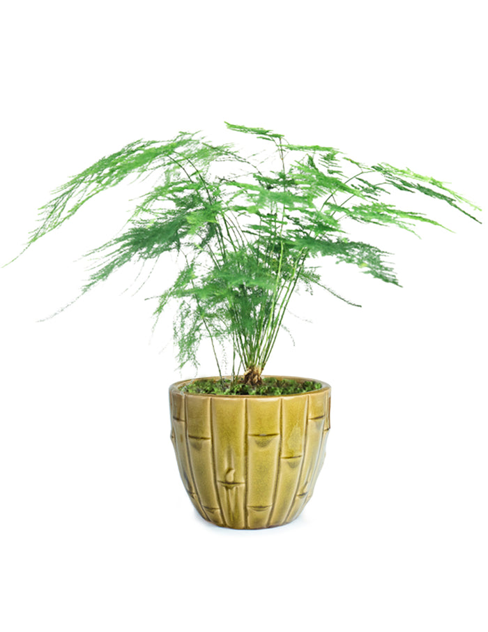 Bamboo Ceramic Succulent Planter 4.5" | Succulent Pot | Dahlia